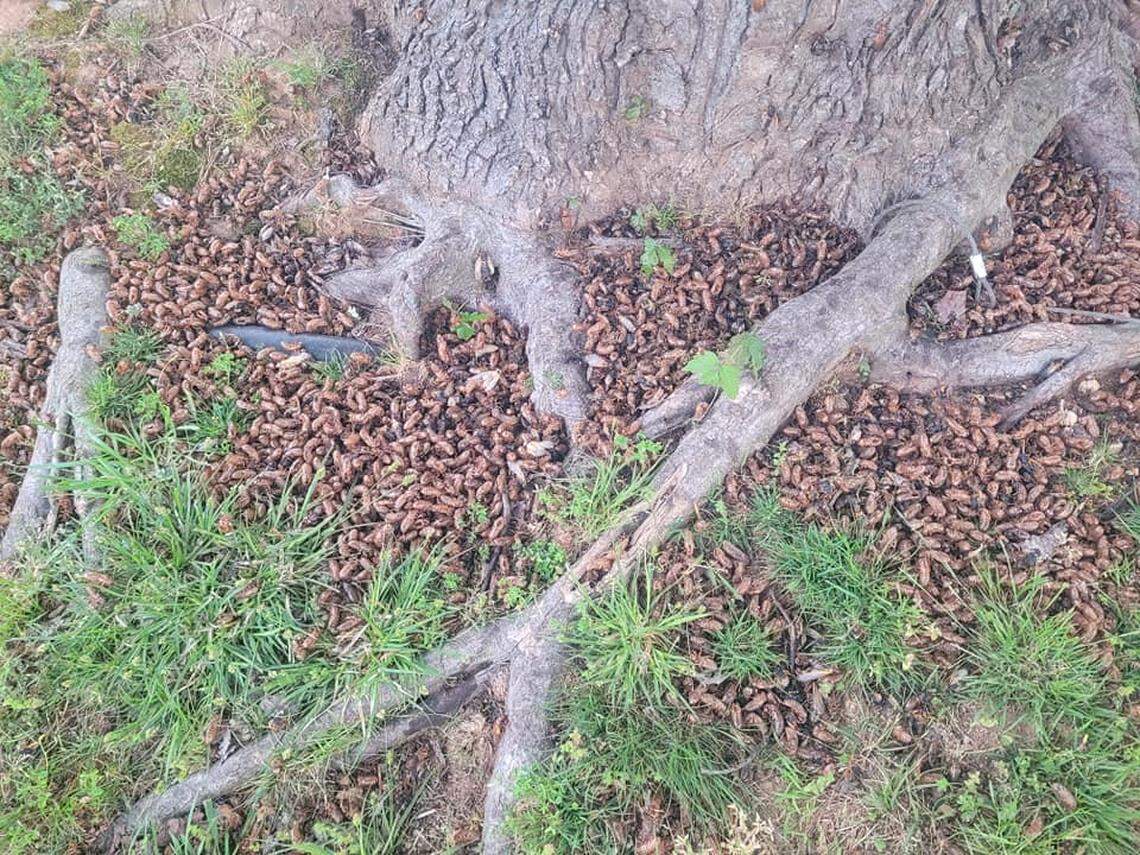 The Brood X cicadas are flocking to Donya Broda’s maple and hickory trees in the backyard of their Wilkesboro home, she said.