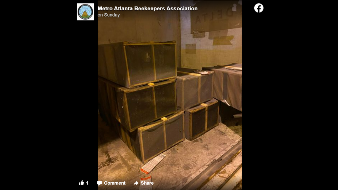 About 200 packages of bees were stuck on the tarmac at the Hartsfield-Jackson Atlanta International Airport. While members of a nonprofit working to protect bees tried to take some home to hive them, most of them died from waiting in the heat.