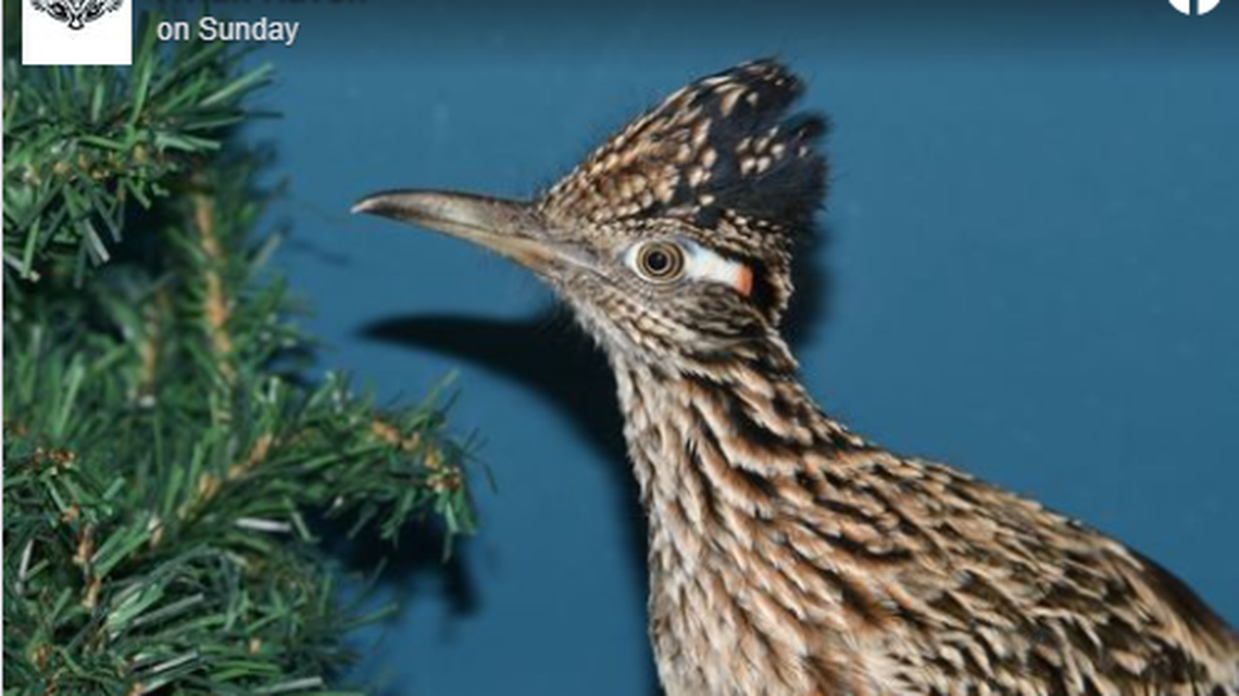 A greater roadrunner hitched a ride from Las Vegas to Westbrook, Maine.