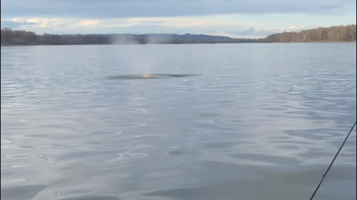 Fishermen testing equipment for Brad’s Killer Fishing Gear spotted a gray whale far upriver in Washington’s Columbia River, about 70 miles from the ocean. 