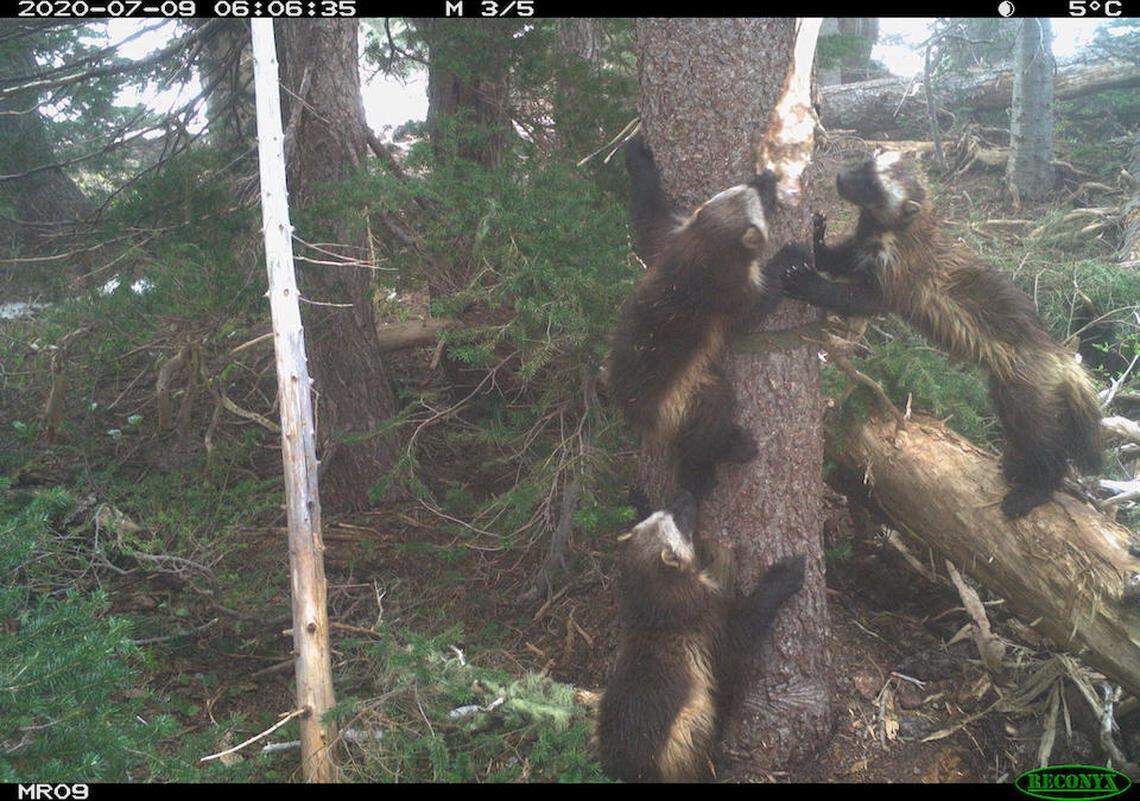 Wolverine Family at Mount Rainier National Park.