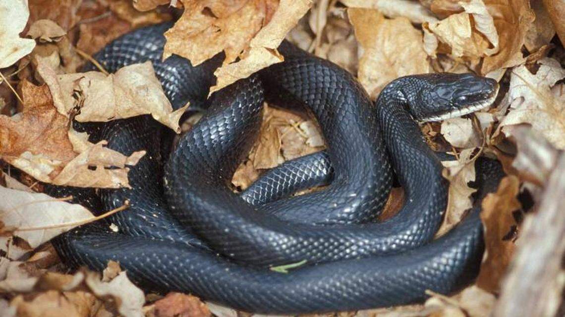 Snake finds cozy hiding place in woman’s kitchen, Missouri officials say