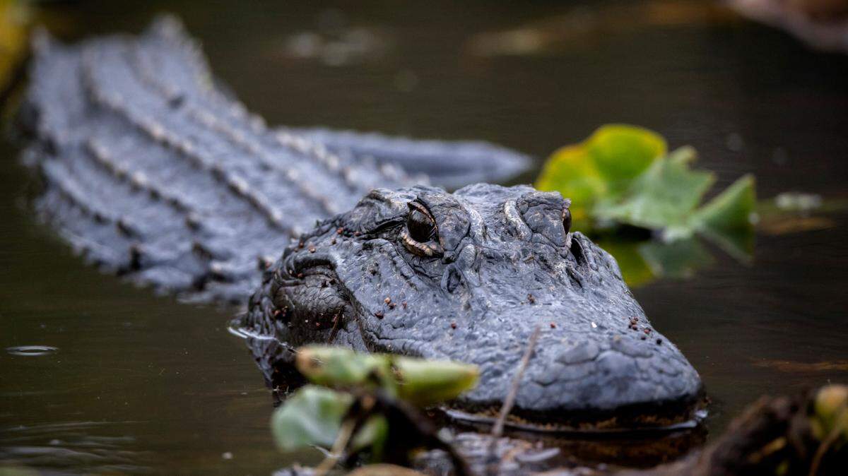 Alligators are native to North Carolina, but are typically found only in the southeastern part of the state.