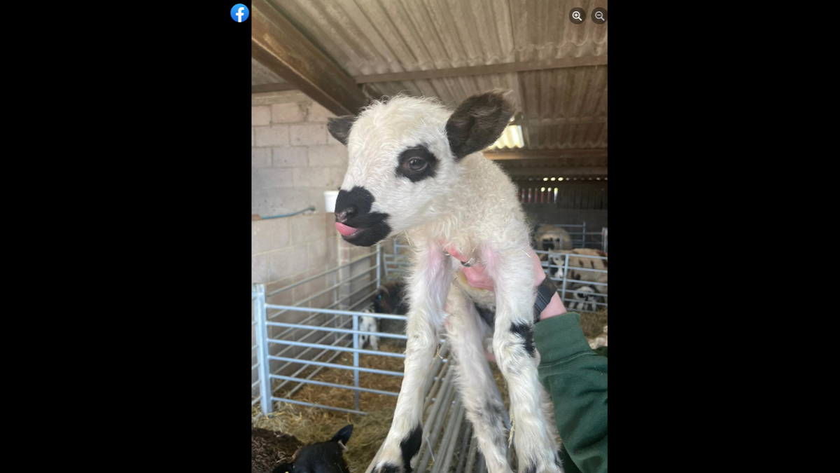 The lambs have a distinct coloring due to the rarity of the breed combination.