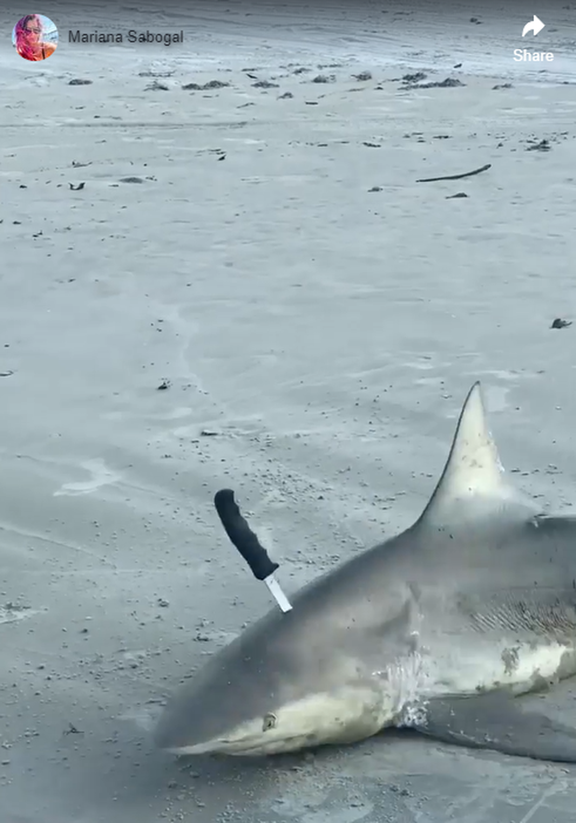 Despite the angler’s actions being legal, footage of the shark being stabbed sparked criticism on line