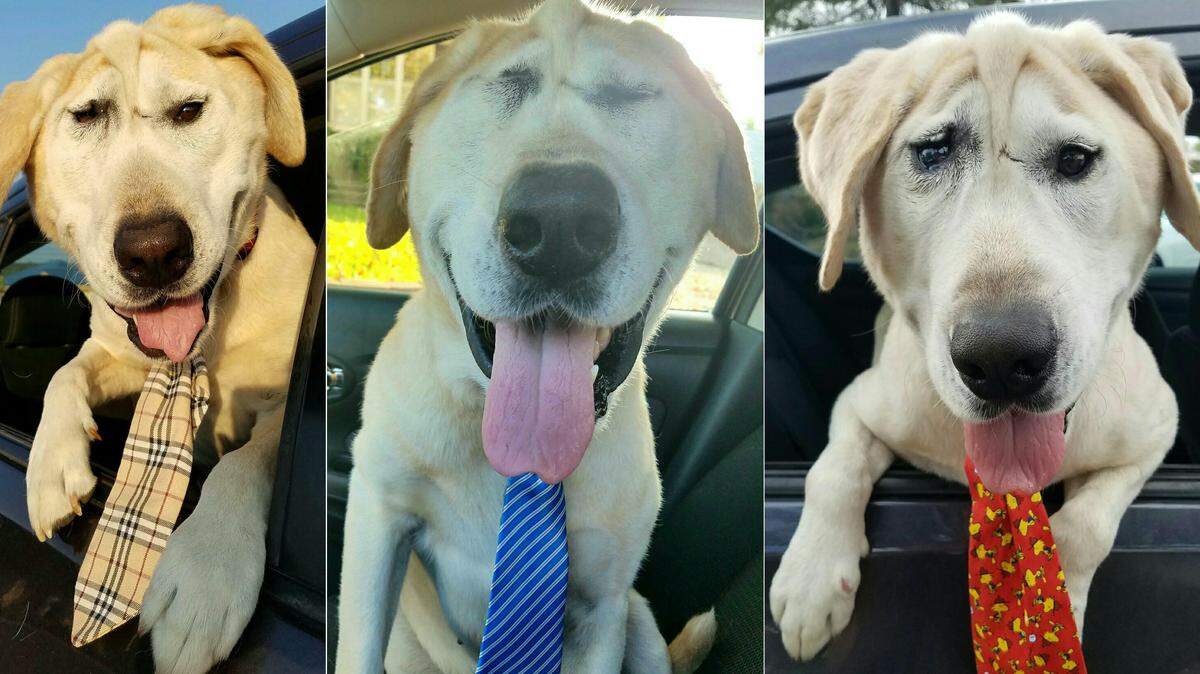 Beaux Tox is a self-sustaining dog with a smushed face, a 9-5 job, a sophisticated collection of ties and a heap of followers on Instagram.