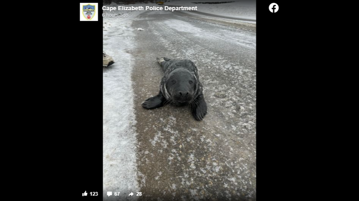 The seal spent the morning exploring parks and following the scent of doughnuts.