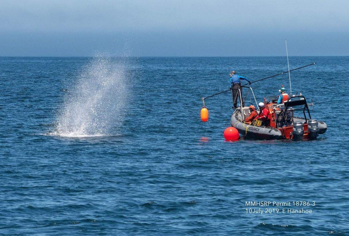 Members of NOAA Fisheries’ Large Whale Entanglement Response Team take a weather buoy anchoring line off of humpback whale off the California coast near Point Reyes on July 10, according to the Coast Guard.