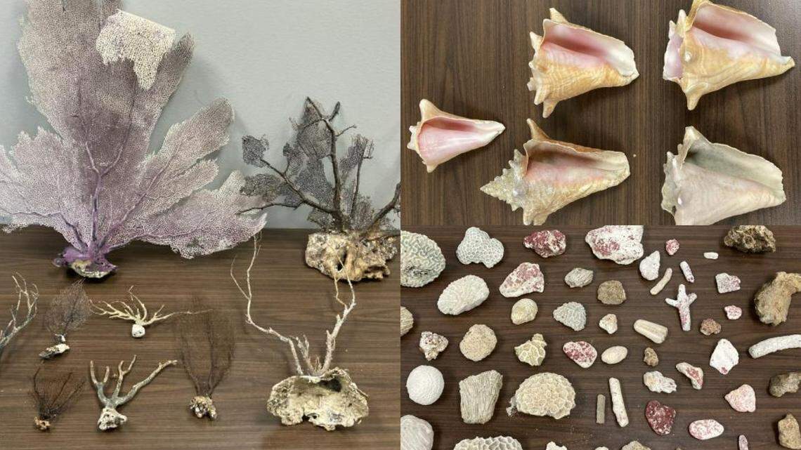 U.S. Customs and Border Protection agents seized hundreds of shells, pieces of coral and sea fans from a couple after their cruise ship docked in New Orleans. The husband and wife said they planned to use the items for art projects.
