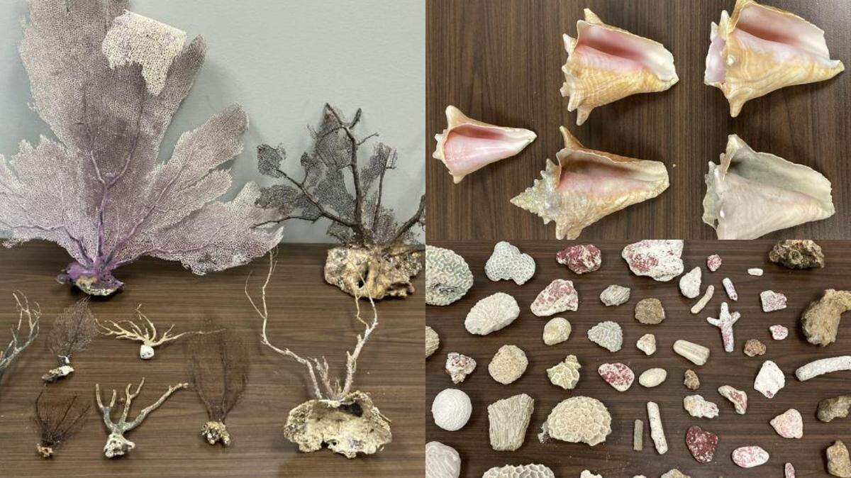 U.S. Customs and Border Protection agents seized hundreds of shells, pieces of coral and sea fans from a couple after their cruise ship docked in New Orleans. The husband and wife said they planned to use the items for art projects.