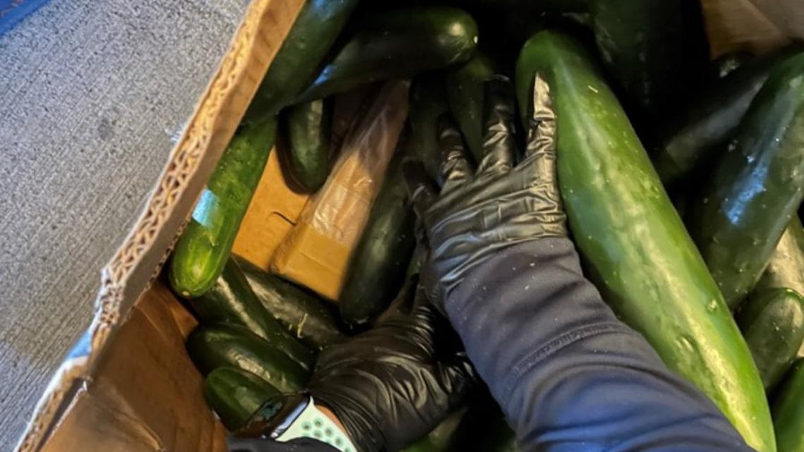 Officials in Arizona said they found hundreds of pounds of cocaine inside a shipment of cucumbers.