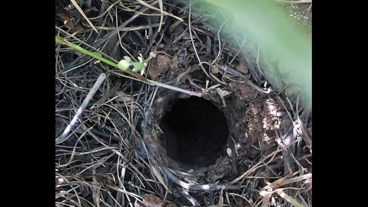 The burrowing creature surrounds its self-made burrow with silk, soil and debris.