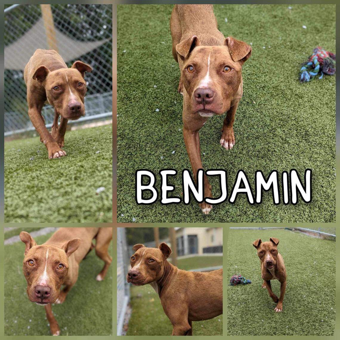 Benjamin is now available for adoption.