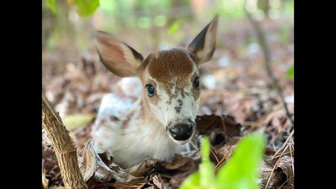 People have been spotting rare piebald deer around Georgia, according to wildlife officials.