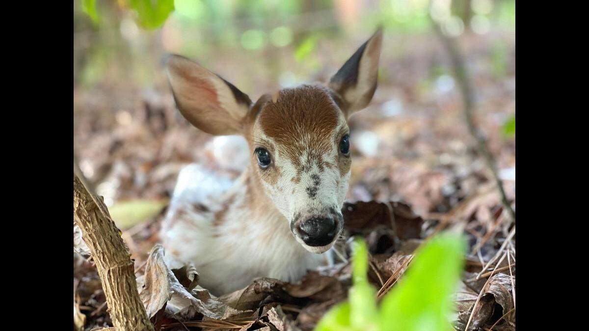 People have been spotting rare piebald deer around Georgia, according to wildlife officials.