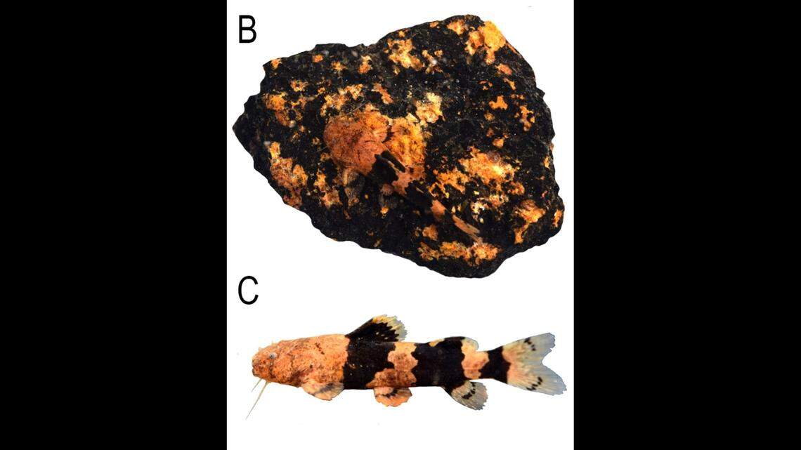 The creature’s bands helped it blend with the river’s rocky bottom, photos show.