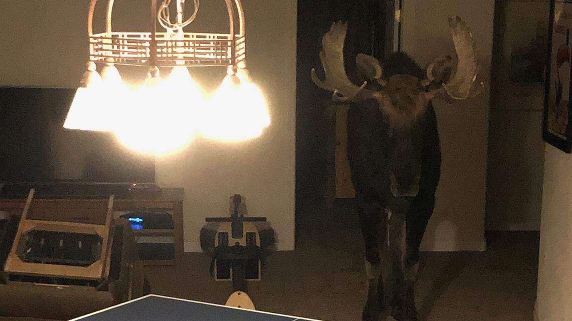 A moose couldn’t escape a basement because it couldn’t go up the stairs, Colorado wildlife officials said.