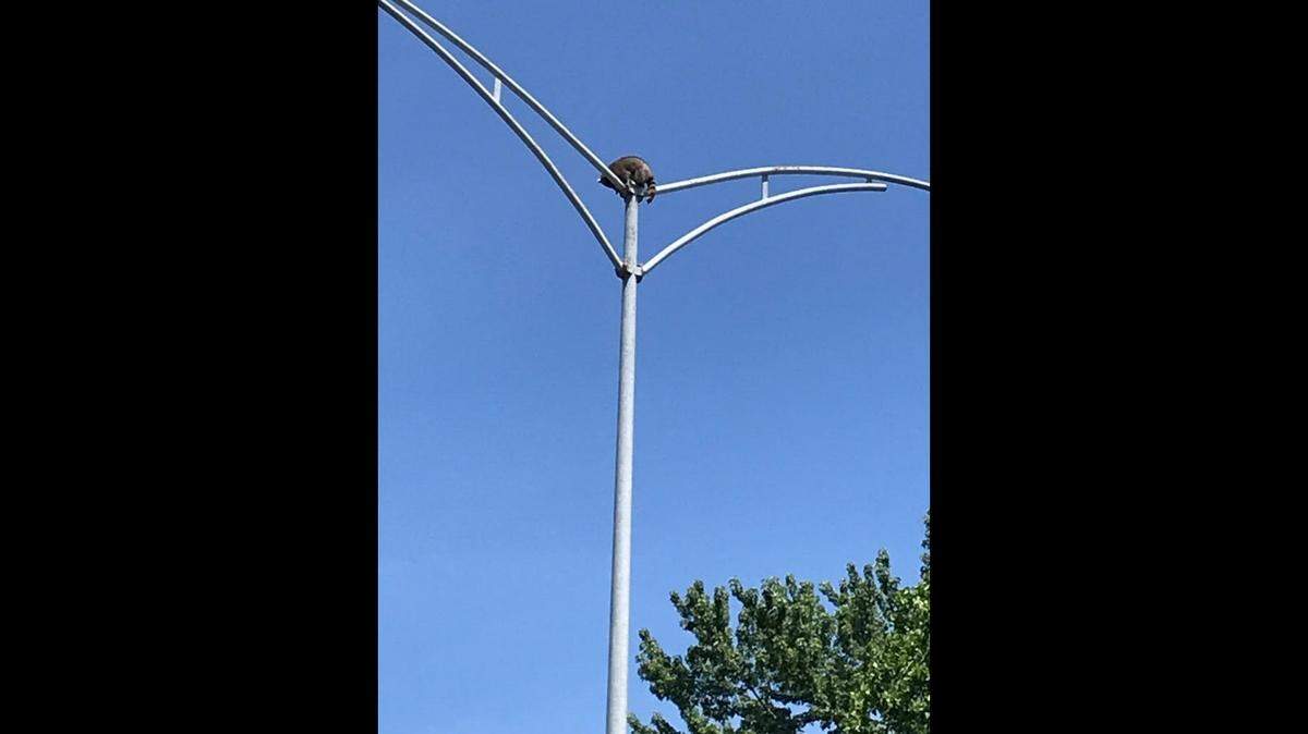 Traffic was backed up for an hour-and-a-half in two directions while rescuers got a raccoon down from a 40-foot metal light pole on a highway, Alabama officials say.