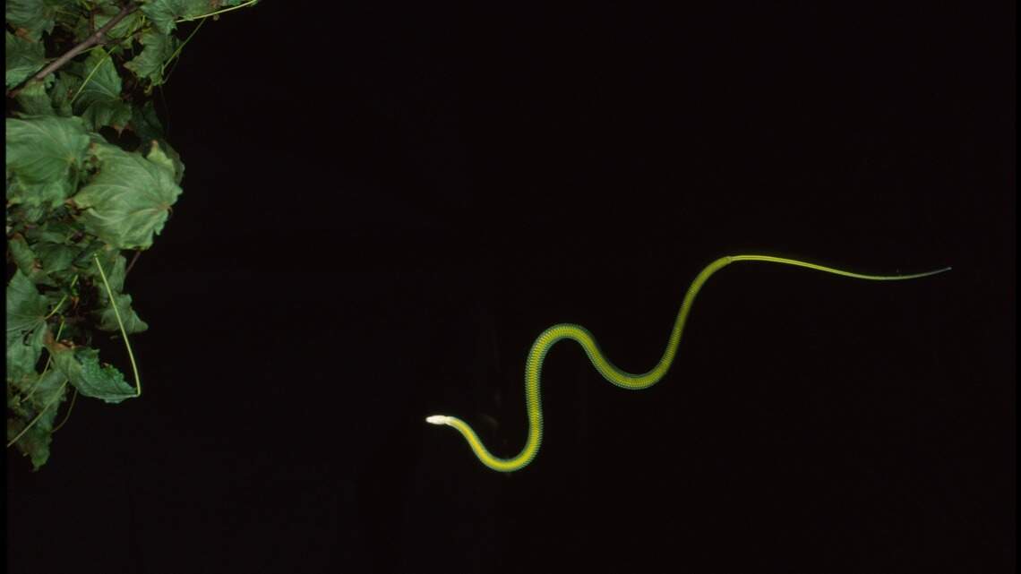 Snakes can fly? Of course they can and researchers figured out how, study shows