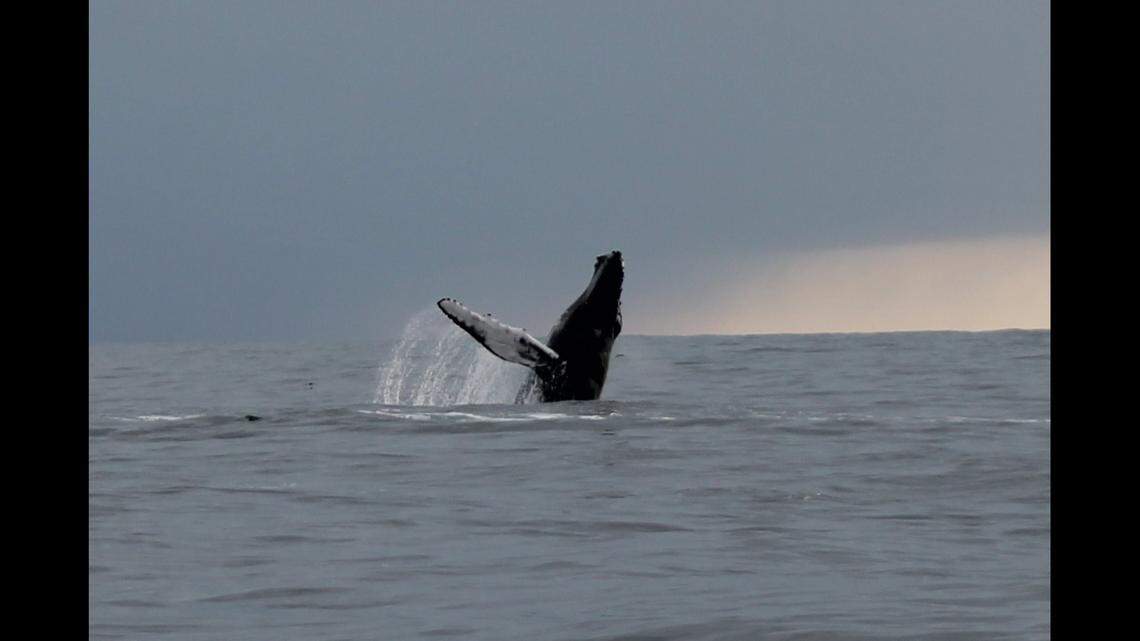 A humpback whale breaching in Donegal Bay.