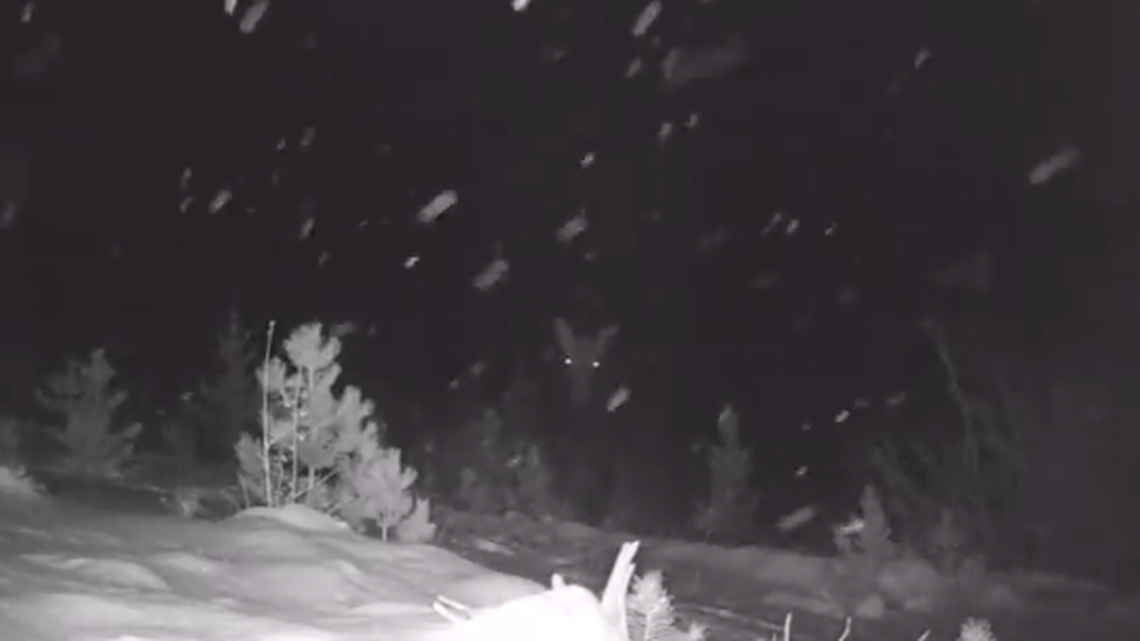 A Colorado Parks and Wildlife video of a moose on a night vision camera shows a pair of glowing eyes piercing through the darkness as snow falls near Boulder.