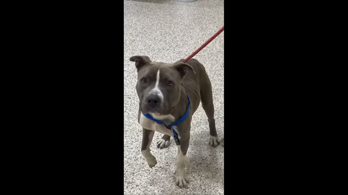 A dog was tied to a train track for hours before it was rescued, Ohio officials said.