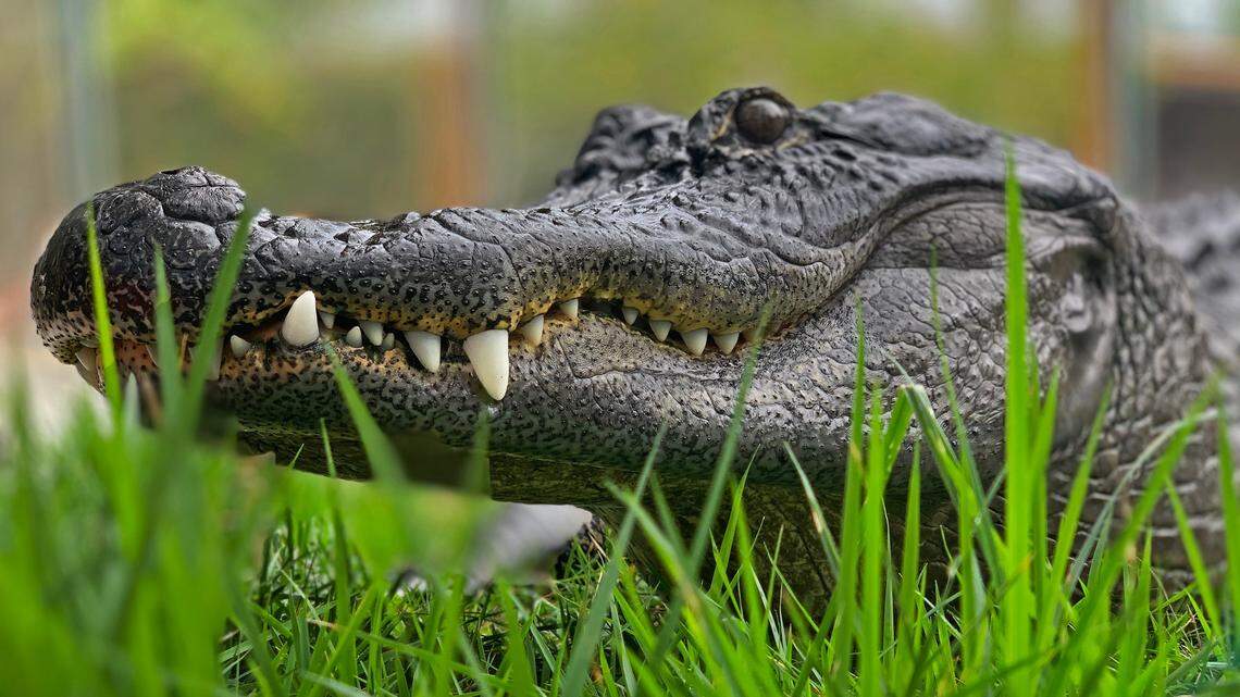On a late night call, deputies came face to face with an alligator, not the one pictured.