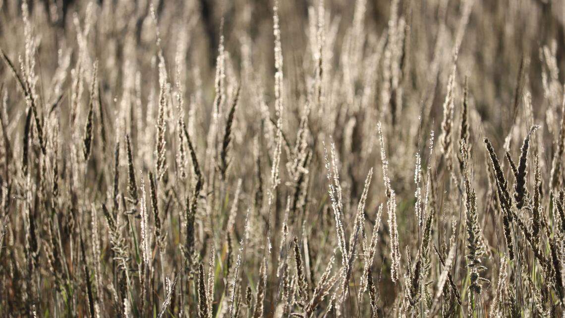 A lion was spotted in a national park in Chad for the first time in decades, officials said.