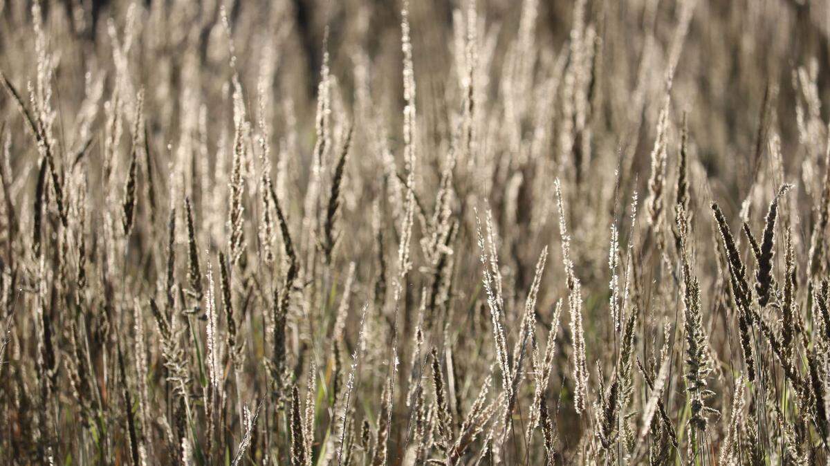 A lion was spotted in a national park in Chad for the first time in decades, officials said.
