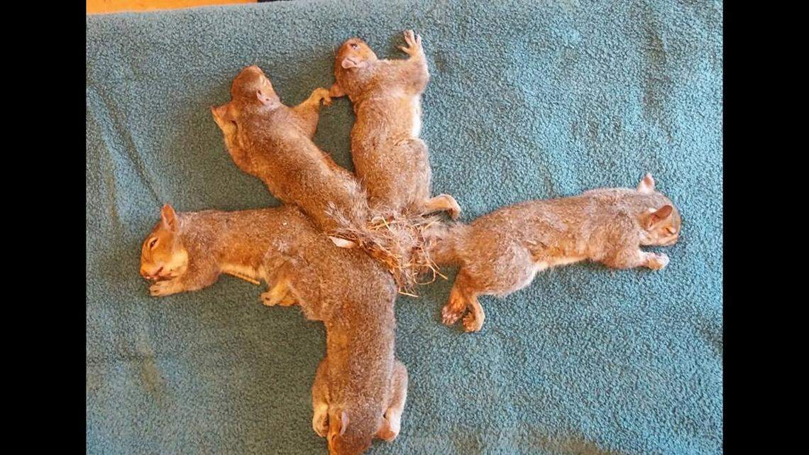 Five young squirrels near Milwaukee, Wisconsin, get their tails tangled together in a “Gordian knot” in their nest, and had to be anesthetized for wildlife rescuers to untangled and free them, photos show.