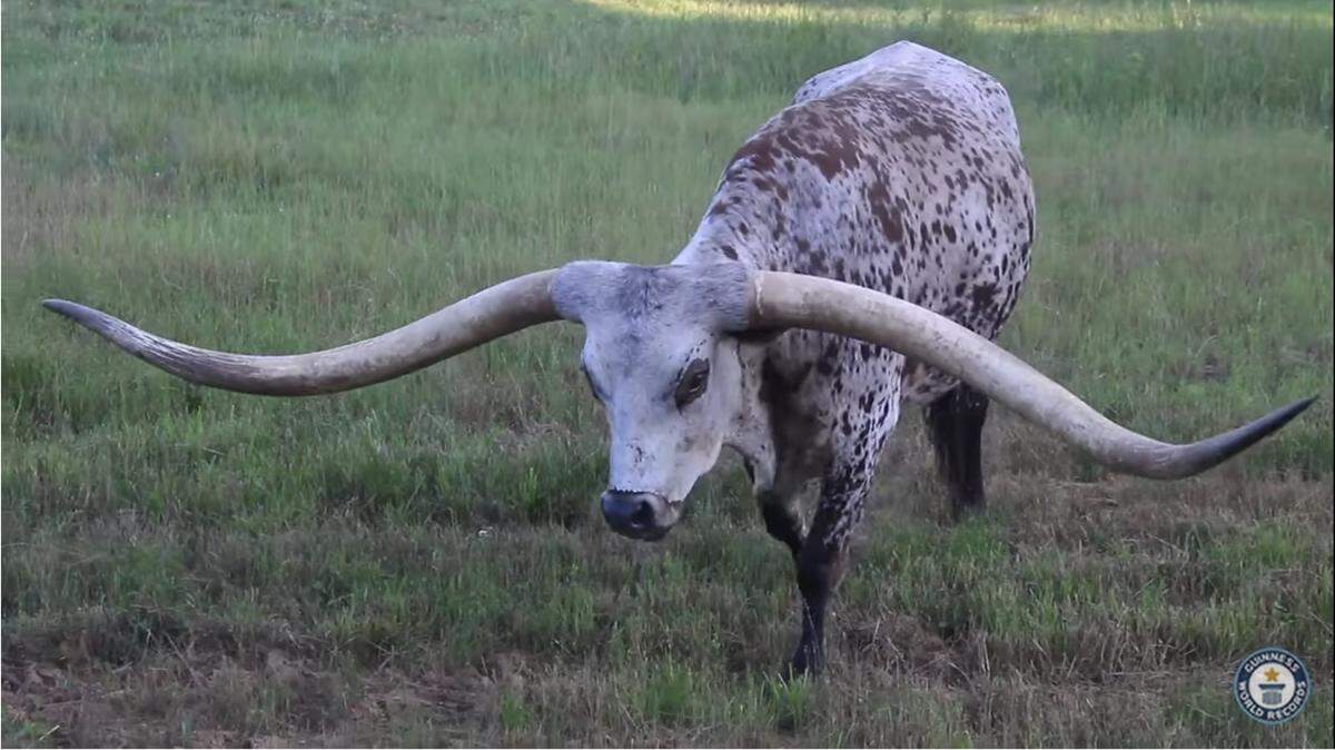 Poncho Via, a Texas longhorn with 10-feet-7.4-inch horns, has the longest rack of any steer in recorded history, according to Guinness World Records. The steer lives on a ranch near Goodwater, Alabama, where the Pope family raised him.