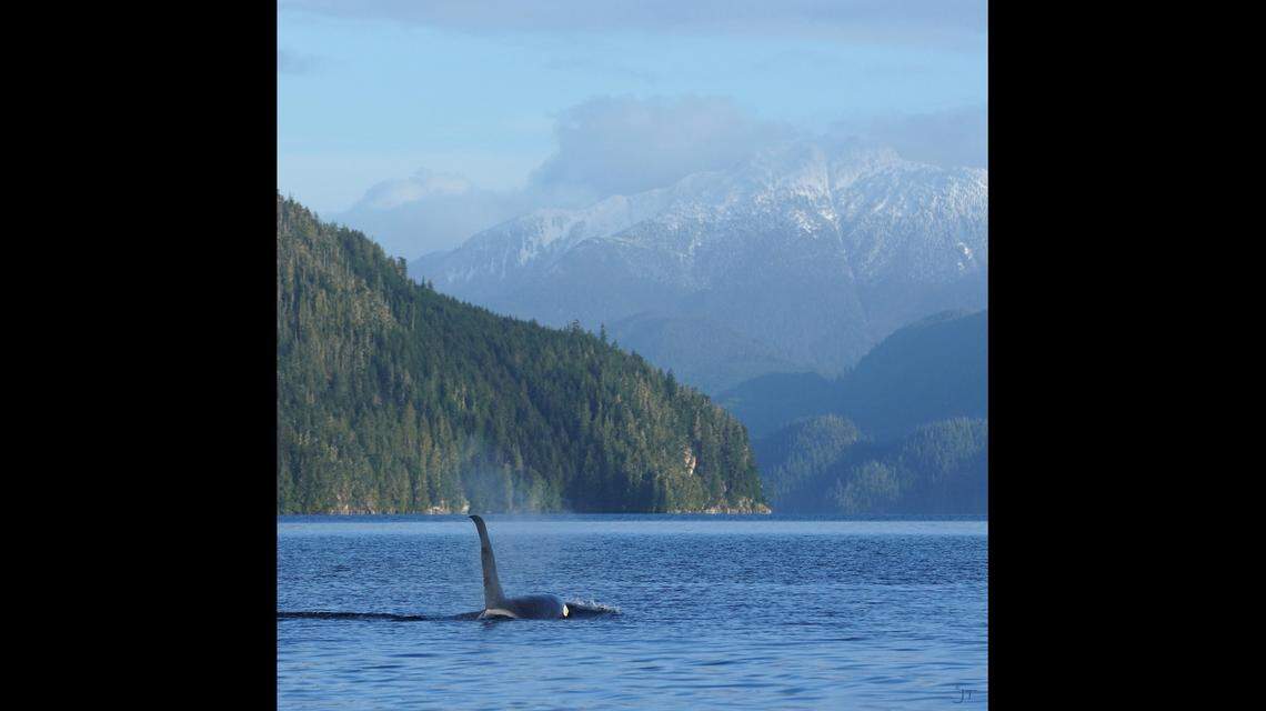 Northern resident killer whales in the A5 pod were spotted in the Broughton Archipelago after more than 20 years.