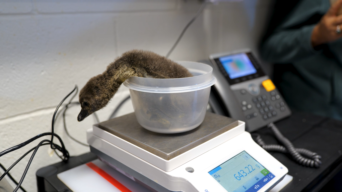 An African penguin chick recently hatched at the New England Aquarium, marking a “huge win” for the endangered species, the zoo said.