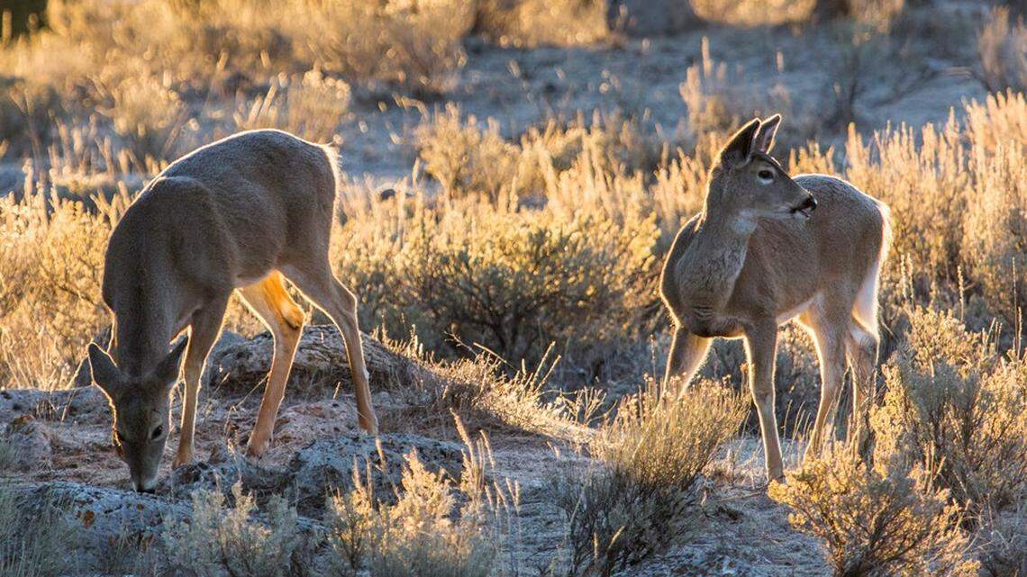 White-tailed deer grazing in sagebrush
