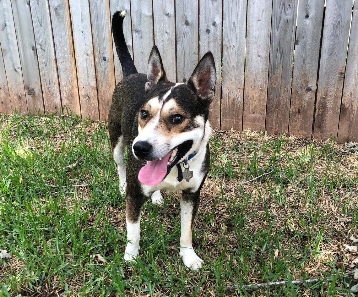 Valor, a 3-year-old blue heeler, has a new stick and a new lease on life in Austin, Texas.