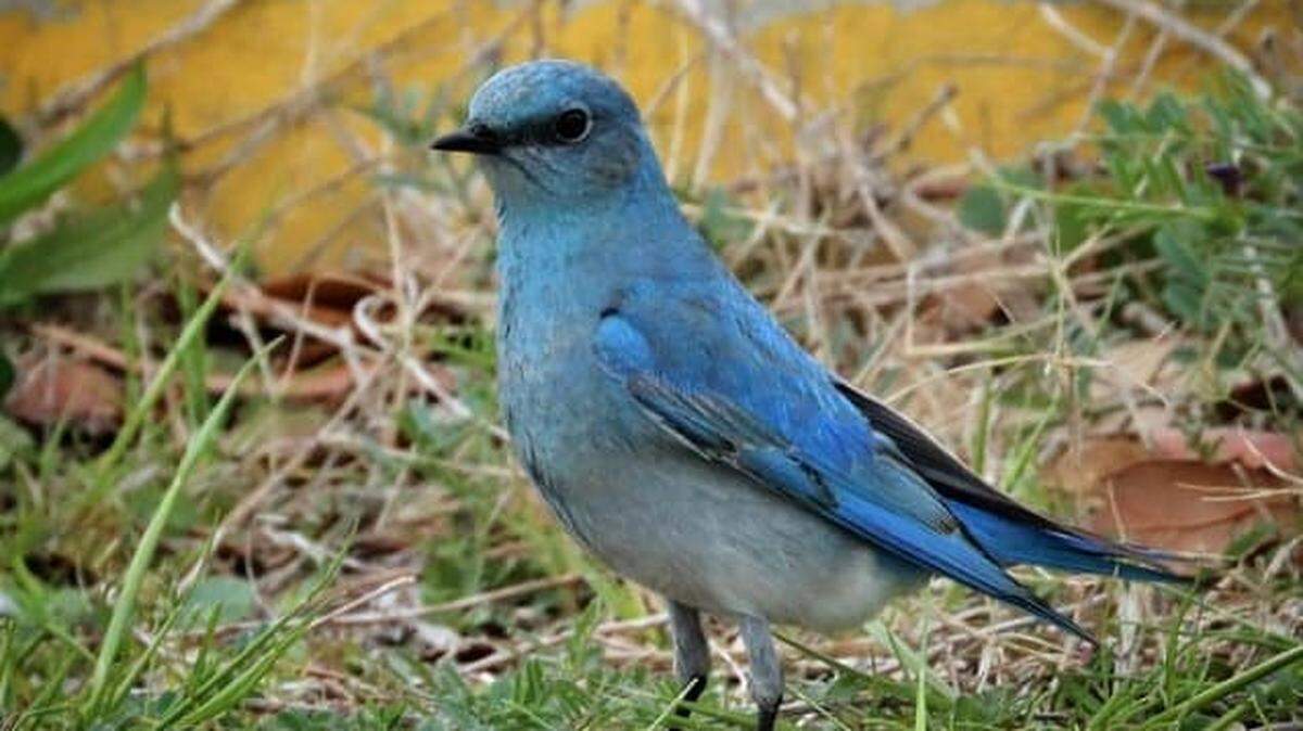A species of bluebird almost never seen in the eastern part of North America was spotted at a North Carolina beach in February.