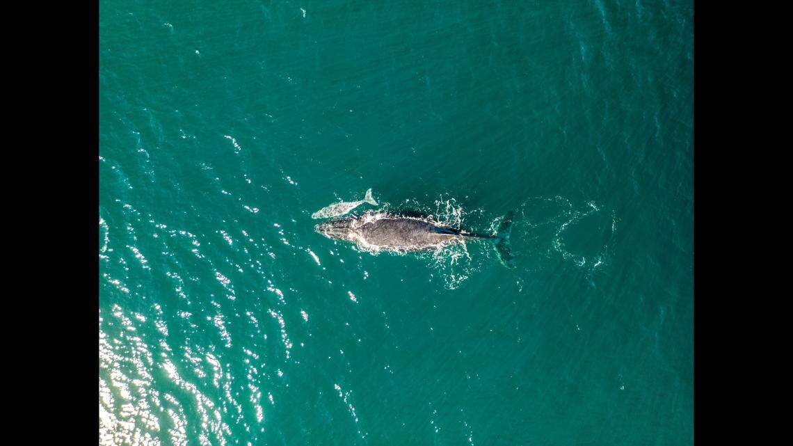 Tommy Wainwright was expecting a whale carcass but instead found a mama whale with her newborn calf.