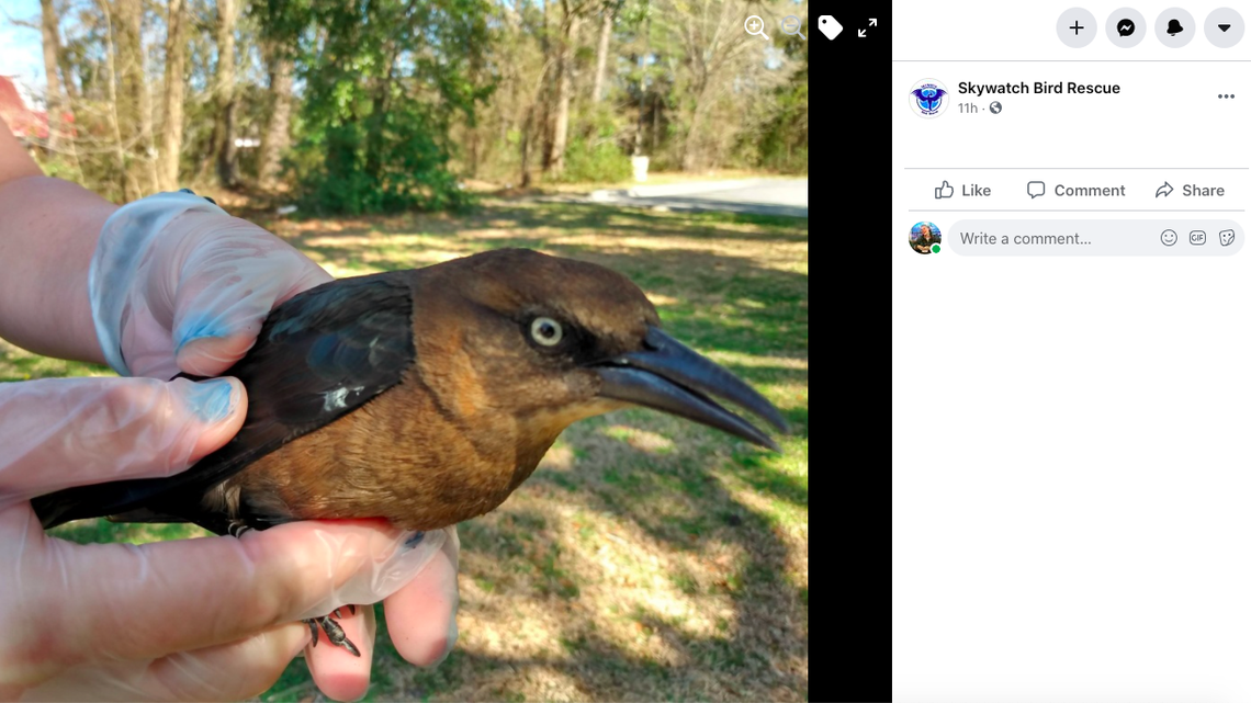 A rescue group fears dozens of grackles were poisoned after the birds showed up dead in the parking lots of several fast food restaurants and a Piggly Wiggly in Leland, North Carolina, on Monday, March 8, 2021.