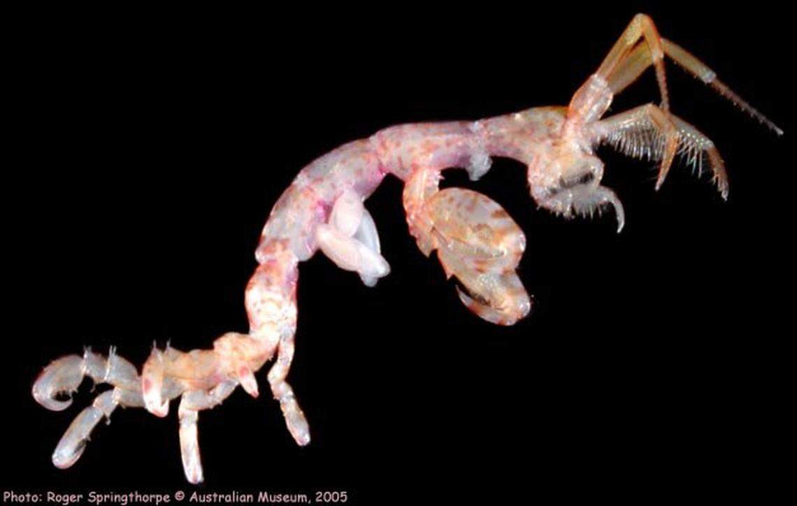 The researchers also reclassified another skeleton shrimp species based on the fisherman’s find.
