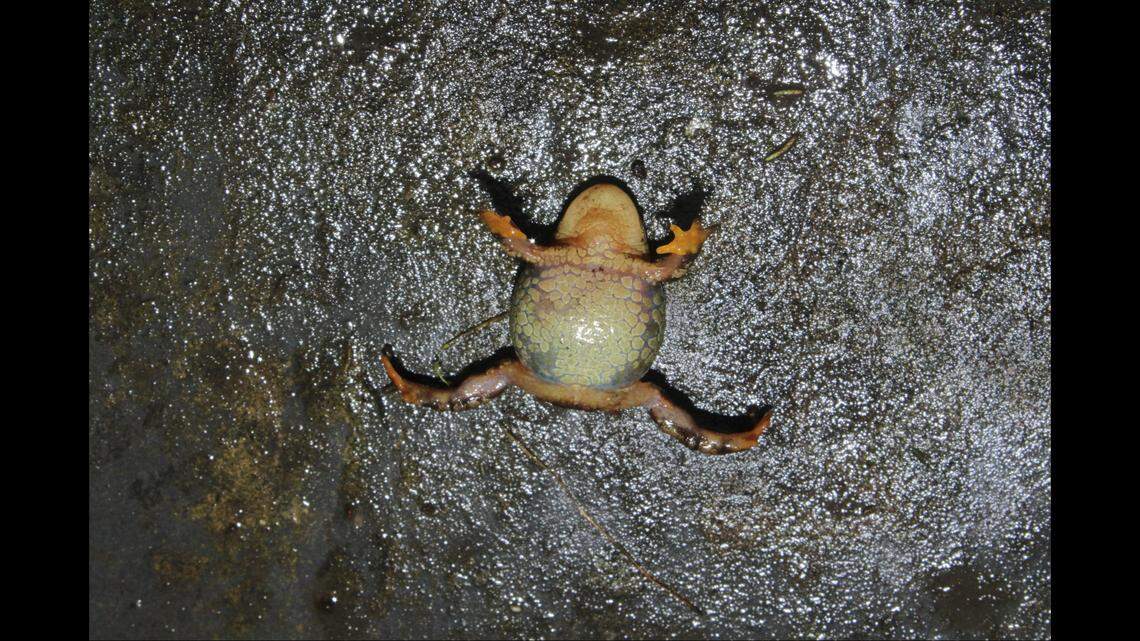 The frog’s underside — including its palms, feet, groin and throat — have an orange hue.