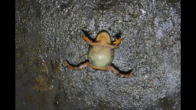 New species of frog discovered in Peru wetland: study | Miami Herald