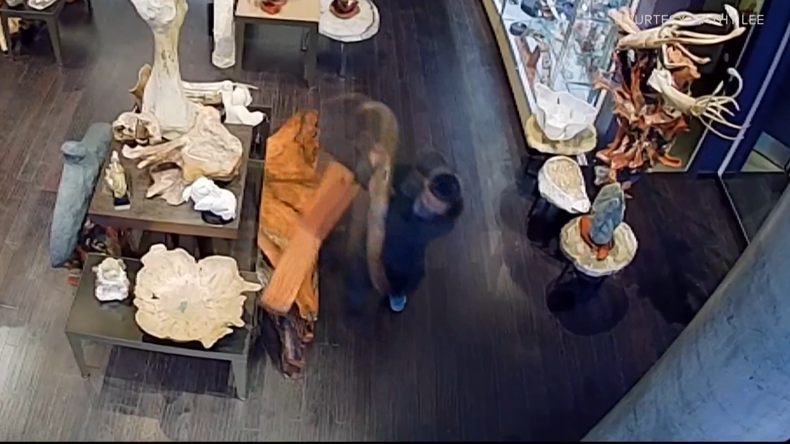 A 12,000-year-old mammoth tusk worth $19,000 was stolen from an art gallery in downtown Seattle, officials said.