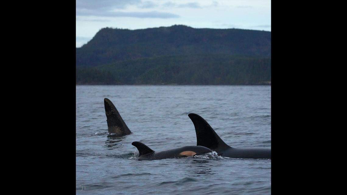 Jared Towers captured photos of the northern resident killer whale A5 pod in the Broughton Archipelago. It’s the first time they’ve returned to the area in more than 20 years.