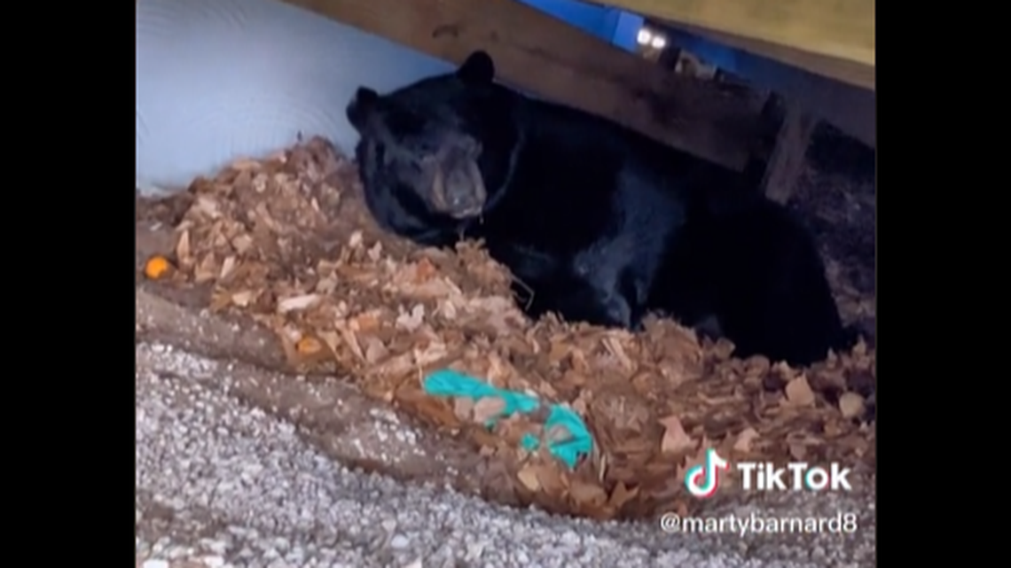 The black bear has stayed under the deck for multiple weeks hibernating.