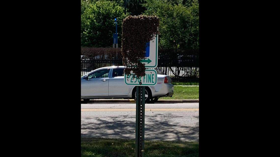 The swarm covered a large part of the handicap sign in the parking lot. Photo from Lake County Sheriff’s Office.
