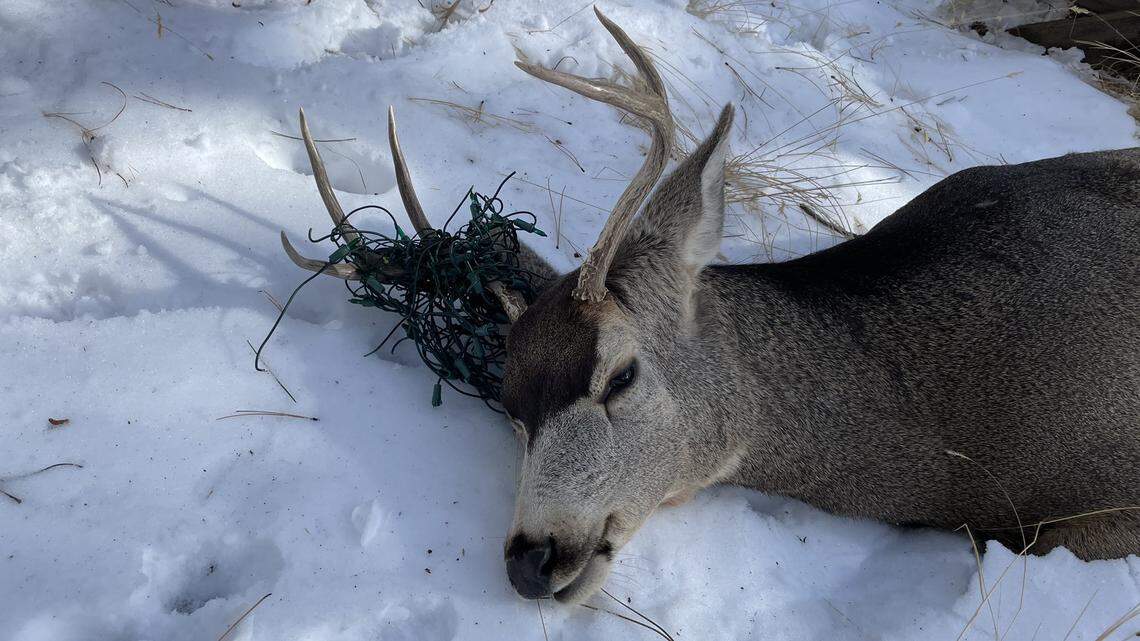 A buck was found with Christmas lights wrapped around its antlers in Jefferson County, Colorado wildlife officials said.