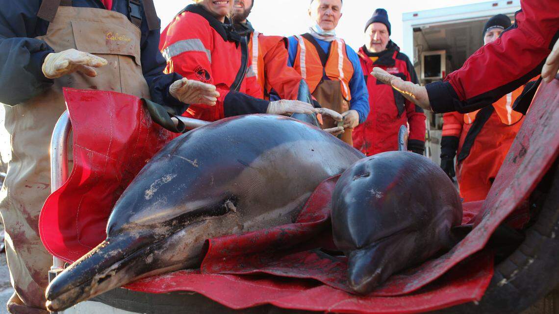 Dolphins may suffer from Alzheimer’s disease, according to a new study by Scottish researchers. The illness might contribute to mass dolphin strandings. (AP Photo/Julia Cumes)
