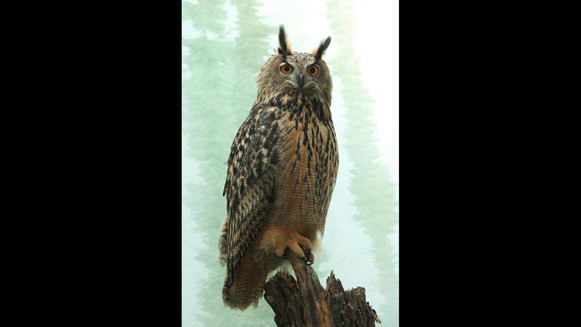 A Eurasian eagle owl is roaming Central Park after vandals sprung it from its enclosure at the Central Park Zoo, New York officials said.