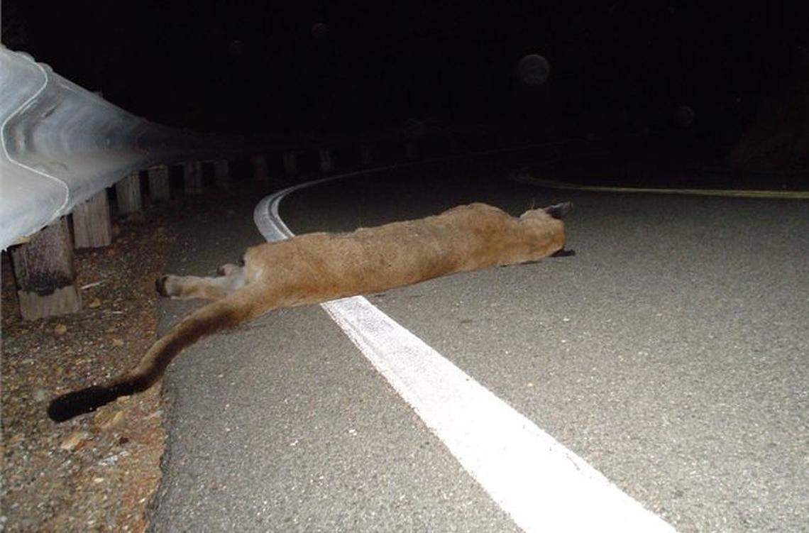Mountain lion P-A, pictured here, was given a letter because it was not a part of the National Parks Service study. The mountain lion died on Malibu Canyon Road in 2004, rangers said.