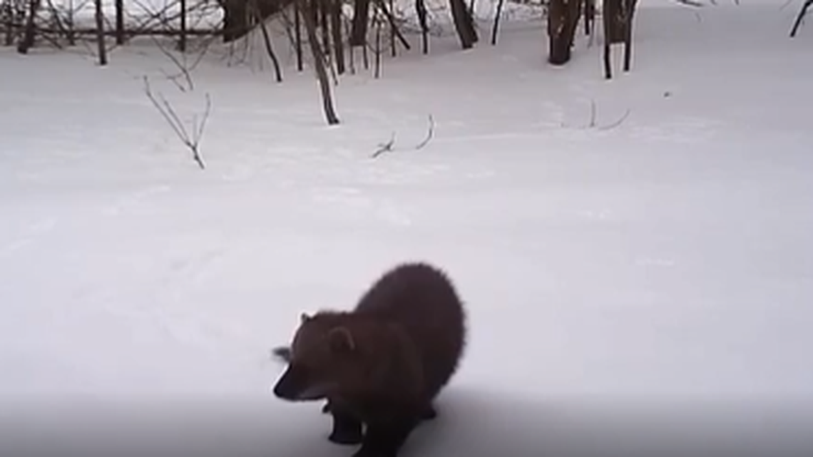 A fisher was spotted in a Maine wildlife refuge, video shows.